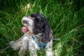 Black and white cockapoo or spoodle sitting in the grass on a summer afternoon walk Royalty Free Stock Photo
