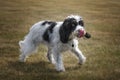 Black and White Cockapoo walking in a field with her tongue out Royalty Free Stock Photo