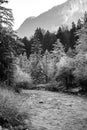 Black and white winter mountain river frozen trees Royalty Free Stock Photo