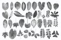 Black and white collection of tropical leaves