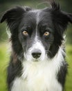 Black and white collie intense focus expression