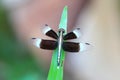 Black and white colloured dragonfly