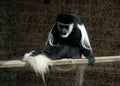 Black-and-white Colobus