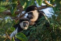 Black-and-white Colobus - Colobus guereza