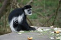 Black and White Colobus