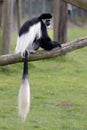 Black and White Colobus (Colubus)