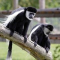 Black and White Colobus (Colubus)