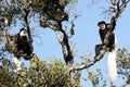 Black-and-white colobus monkeys sitting in tree in mountain rainforest of Tanzania, Afroca