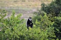 Black and white colobus monkey Royalty Free Stock Photo