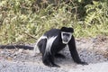 Black and white colobus monkey on roadside Royalty Free Stock Photo
