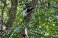 Black and white colobus monkey sitting high in a tree