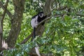 Black and white colobus monkey sitting high in a tree