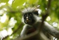 Black-and-white colobus monkey Royalty Free Stock Photo