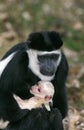 BLACK AND WHITE COLOMBUS MONKEY colobus guereza, MOTHER WITH SUCKLING YOUNG