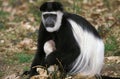 BLACK AND WHITE COLOMBUS MONKEY colobus guereza, MOTHER WITH YOUNG