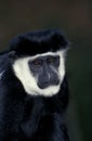 BLACK AND WHITE COLOMBUS MONKEY colobus guereza, PORTRAIT OF ADULT