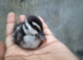 Black and white color baby duck sitting on human hand