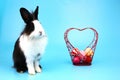 Black and white color bunny rabbit with Eastor eggs in red heart basket , isolate on blue background ,Easter concept Royalty Free Stock Photo