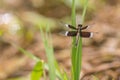 Dragonfly on a green grass leaf