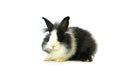 Black and white color lionhead beauty rabbit ,isolate on white background Royalty Free Stock Photo