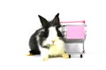 Black and white color lionhead beauty rabbit whit pink toy trolley,isolate on white background Royalty Free Stock Photo