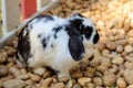 Black and white color rabbit on the rock in garden at thailand Royalty Free Stock Photo