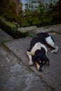 A black and white color street dog sleeping on the street Royalty Free Stock Photo