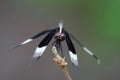 Black and white colored dragonfly close up.