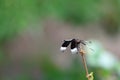 Black and white colored dragonfly close up.