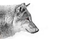 Black and white with colored eyes, a view of the distance Split a wolf of male Royalty Free Stock Photo