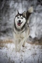 A siberian husky running to the camera