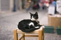 Black and white colored stray cat Royalty Free Stock Photo