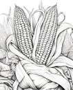 Black and White coloring book two corn cobs surrounded by leaves. Corn as a dish of thanksgiving for the harvest, a picture on a Royalty Free Stock Photo