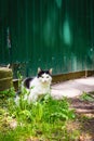 Black-white coloring cat sits near fence in village in sunny day. Country life. Summer country background Royalty Free Stock Photo