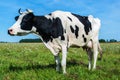 Dairy cow on pasture Royalty Free Stock Photo