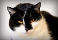 Black and white coloured domestic cat close-up