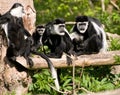 Black & White Colubus Monkey Family
