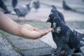 Black and white columba livia domestica  pigeon bird feeding in hand standing blurred background Royalty Free Stock Photo