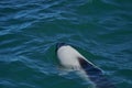 Black and white Commerson Dolphins swimming in the turquoise water of the atlantic ocean Royalty Free Stock Photo