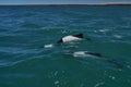 Black and white Commerson Dolphins swimming in the turquoise water of the atlantic ocean Royalty Free Stock Photo