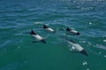 Black and white Commerson Dolphins swimming in the turquoise water of the atlantic ocean Royalty Free Stock Photo