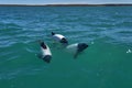Black and white Commerson Dolphins swimming in the turquoise water of the atlantic ocean. Royalty Free Stock Photo