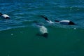Black and white Commerson Dolphins swimming in the turquoise water of the atlantic ocean Royalty Free Stock Photo