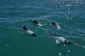 Black and white Commerson Dolphins swimming in the turquoise water of the atlantic ocean. Royalty Free Stock Photo