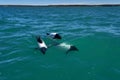Black and white Commerson Dolphins swimming in the turquoise water of the atlantic ocean Royalty Free Stock Photo