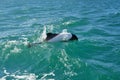 Black and white Commerson Dolphins swimming in the turquoise water of the atlantic ocean Royalty Free Stock Photo