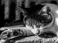 Black and white composition of the closeup of a cat sleeping on its paw Royalty Free Stock Photo