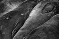 Abstract Conceptual Detail Black and White Fur and Flippers of Elephant Seals Full Frame