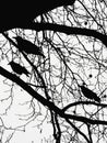 Black and white, contours of the bare branches with the silhouettes of crows