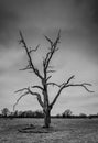 Black and white coountryside scene of a barren tree